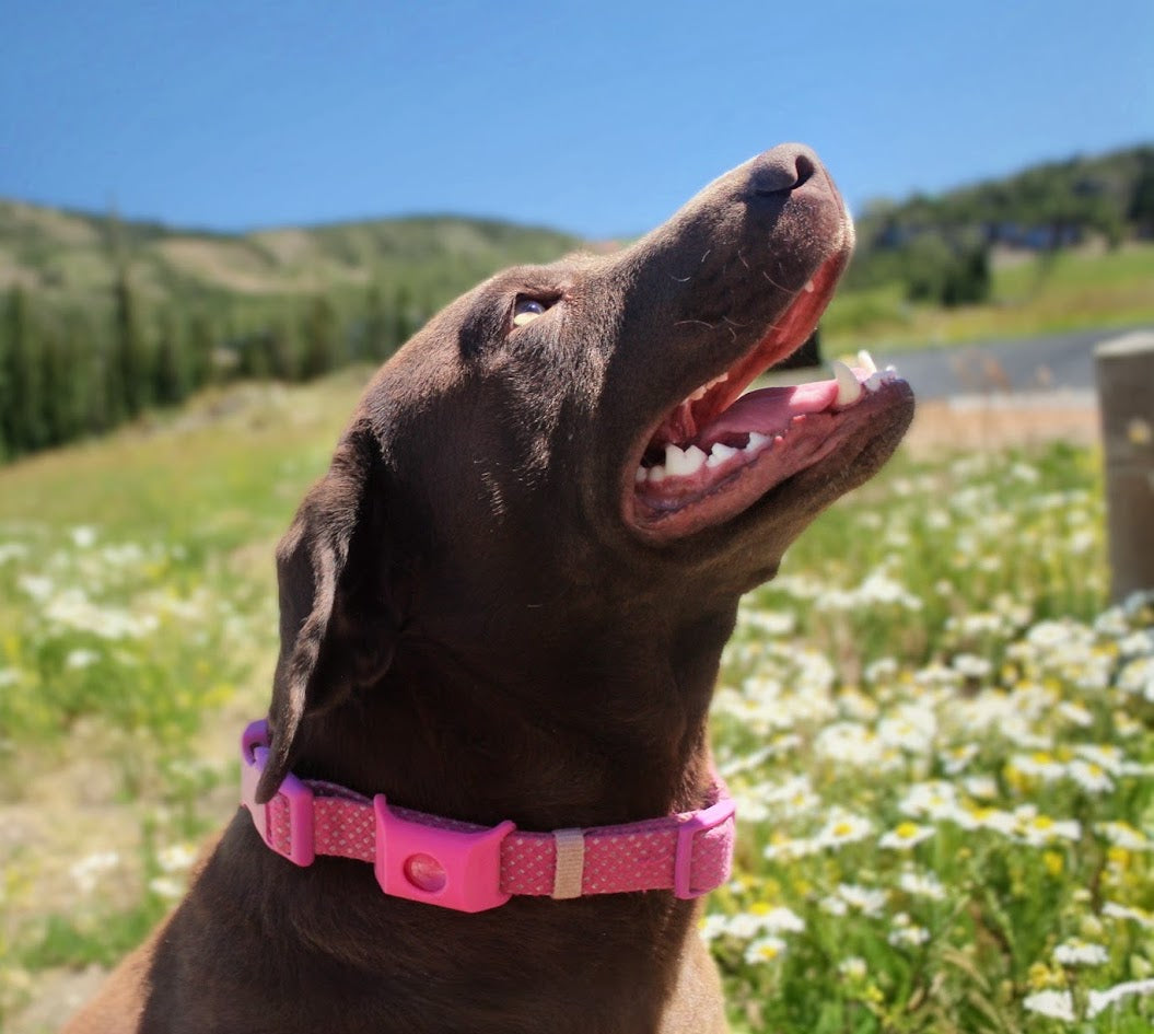 Dearmano™ — 12 Month All Natural Flea & Tick Tag for Dogs & Cats