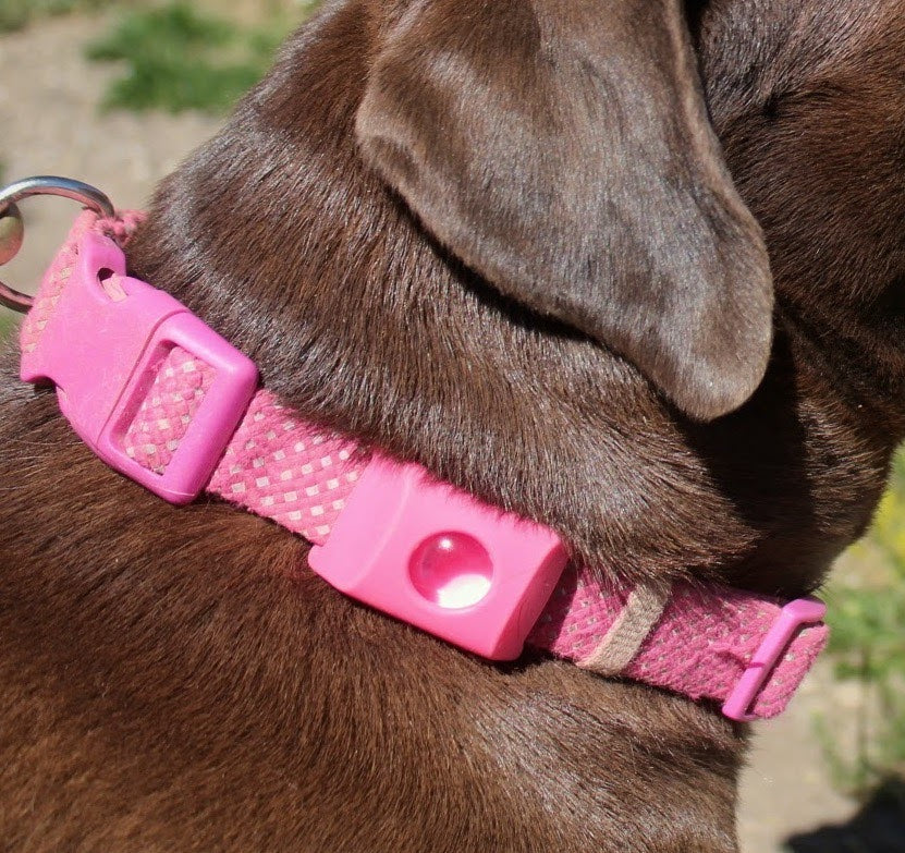 Dearmano™ — 12 Month All Natural Flea & Tick Tag for Dogs & Cats